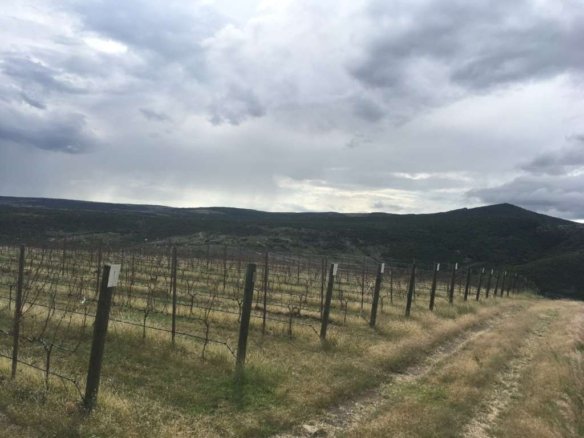 Lote Viñedo San Miguel
