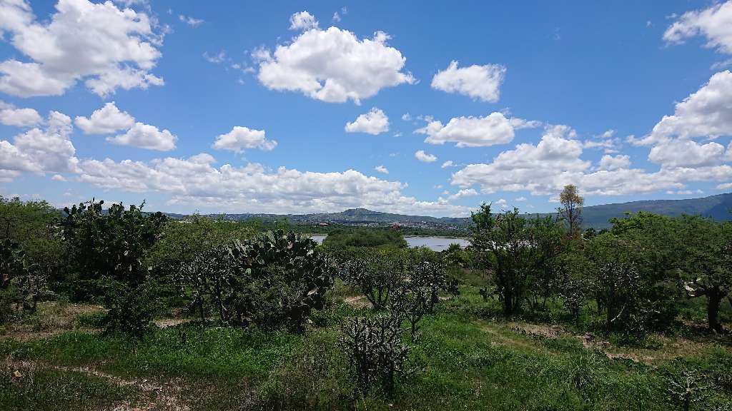 Lote Ponce